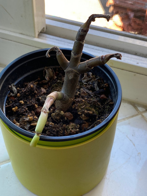 Reviving my dying/dead Jade plant