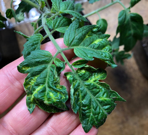 Tomato Diseases Picture Identification