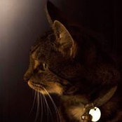 Madhu Katwala's photo