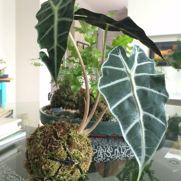 Kokedama