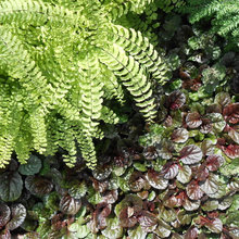 Textures/Plants