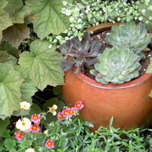 Drought Tolerant Landscapes