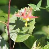 Bettie Wallace's photo