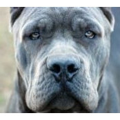 Pirates_Den Cane_Corso's photo