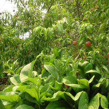 my gardens