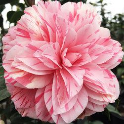 Current Featured Plants - Products