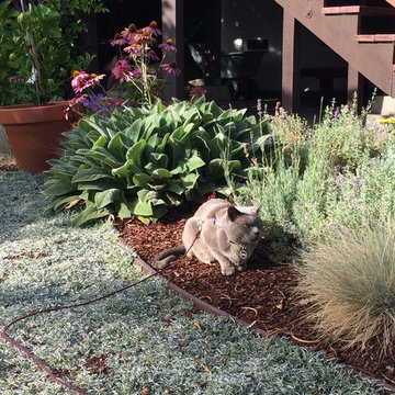 Cat-tastic Lawn Replacement