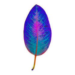 Chroma Leaf 2: 151 F - Fine Art Prints