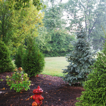 Evergreen Trees