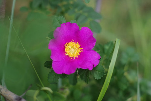 Odd roses and their garden friends.