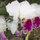 theresa_chin36