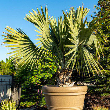 De Pere Palms