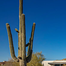 Desert landscape