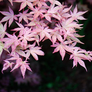 Cette image montre un jardin à la française arrière asiatique de taille moyenne et l'automne avec une exposition partiellement ombragée.