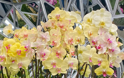 Orchids Dazzle at New York Botanical Garden Show