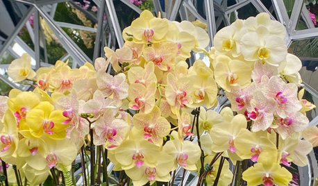 Orchids Dazzle at New York Botanical Garden Show