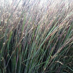 Current Featured Plants - Products