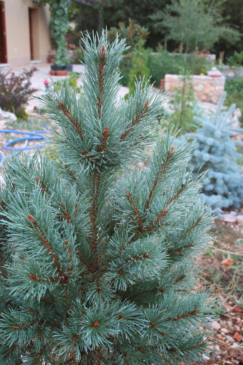 Pinus sylvestris 'Nana'???
