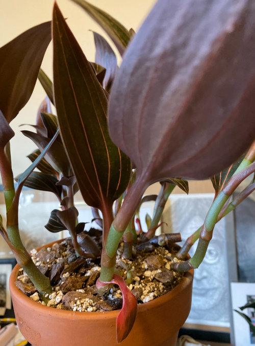 Help With Jewel Orchid Ludisia Discolor