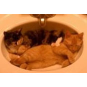 Melanie Kyle's photo