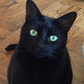 Noleen Korenstein's photo