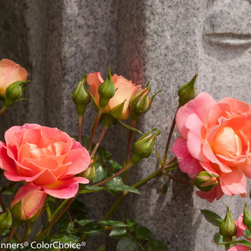 Oso Easy® Strawberry Crush Landscape Rose