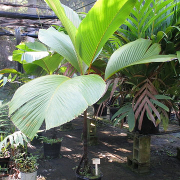 Palm Tree Catalog (will have hundreds to view - work in progress)