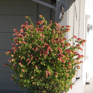 Shrimp Plant adds interest in an isolated planter