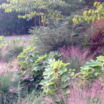 Drought tolerant
