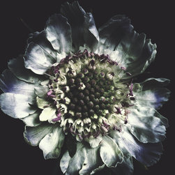 Ashley Woodson Bailey Prints - Photographs