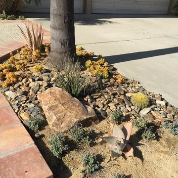 Succulent Excitement