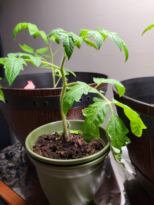 Young tomatoes wilting