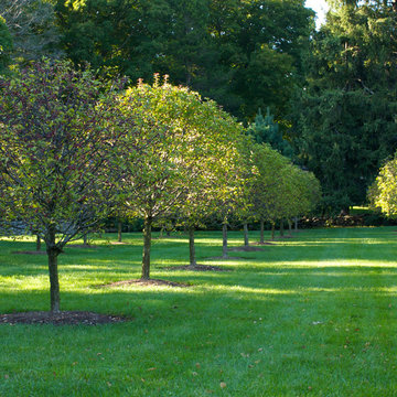 Orchard