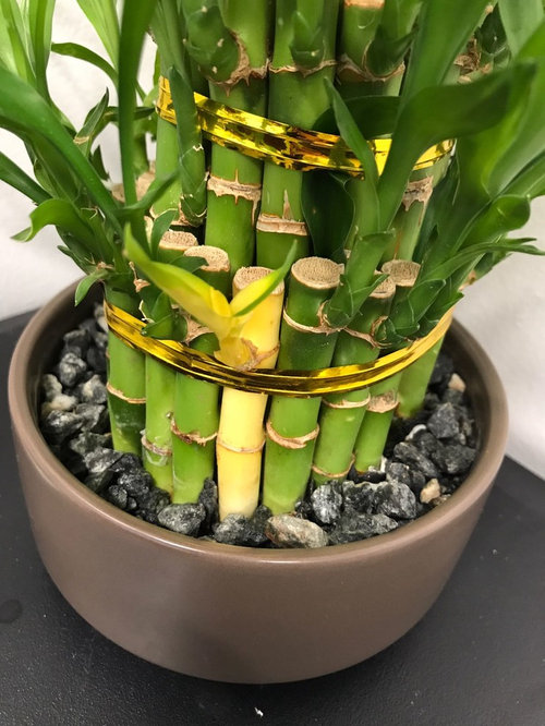 Lucky Bamboo Turning Yellow