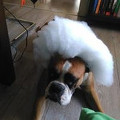 Foto de Iris Lenk
