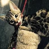 Lily Chi-Cat's photo