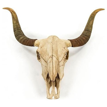 Wall Decor Art Bull Skull Animal Ivory Chestnut Poly Resin