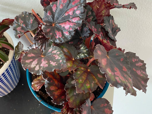 Any Help Identifying This Begonia
