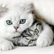 Rasha Rasad's photo
