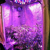 420glasscitys foto