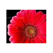 Lisa Young's photo