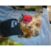 Foto von Angel Annabelle Abbie Anastasia