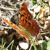 Foto di Brandy Burtis