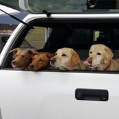Susan Godwin's photo