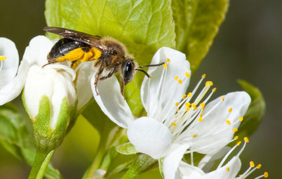 Invite Mining Bees To Your Garden By Planting Their Favorite Plants