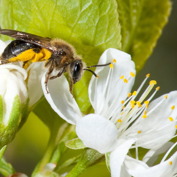 Colletes