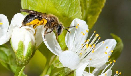 Invite Mining Bees to Your Garden by Planting Their Favorite Plants