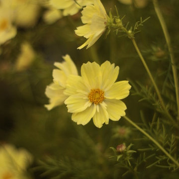 Cosmos