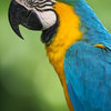 Blue & Yellow Macaw Wall Mural - 18 Inches H