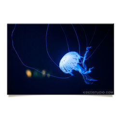 Jellyfish Collection - Prints And Posters